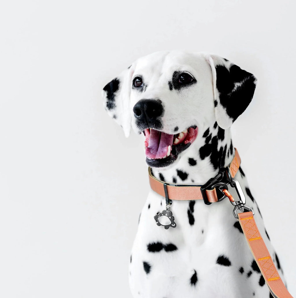 Sleepypod Power Collar