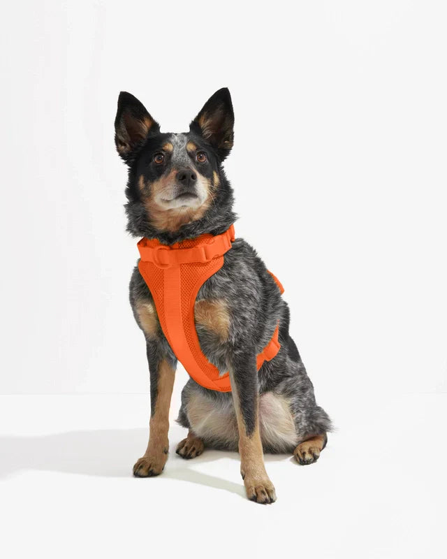 Wild One Adjustable Comfort Dog Harness