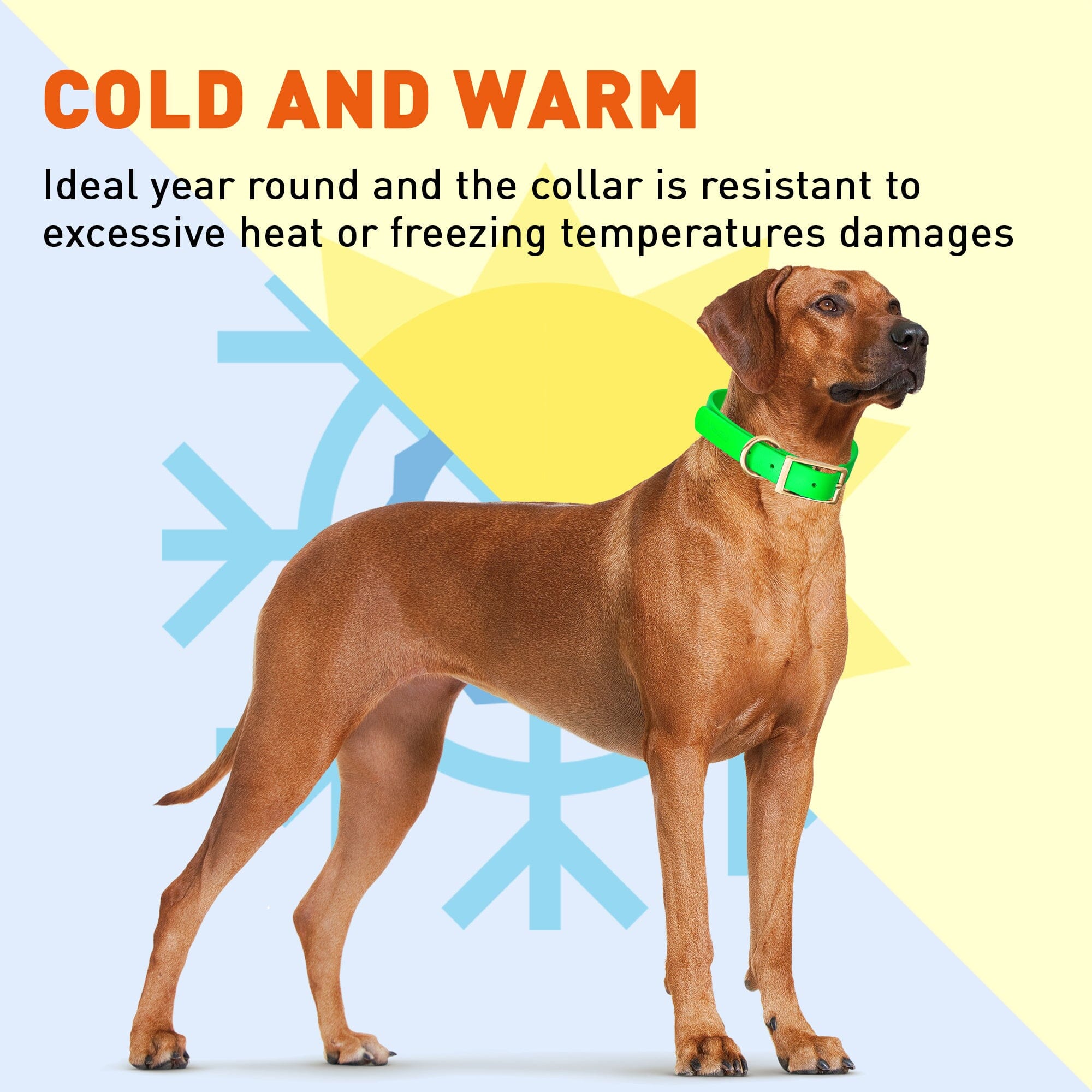 Viper Biothane Waterproof Dog Collar with Brass Hardware