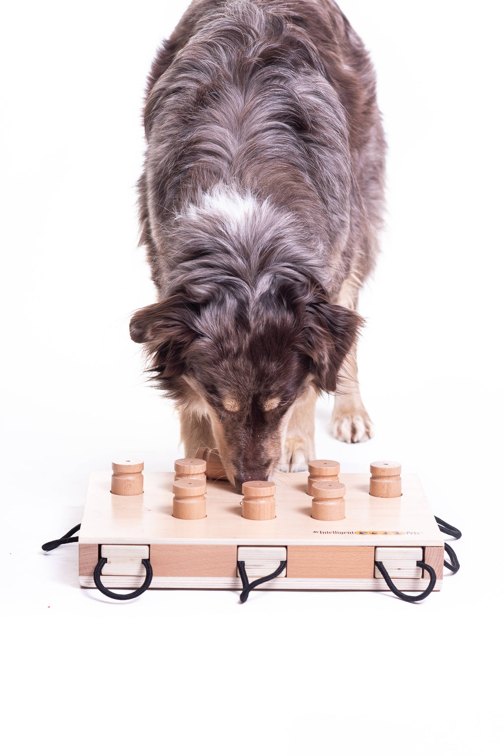 IPet Smart Dog - Challenging Interactive Game for Dogs by My Intelligent Dogs