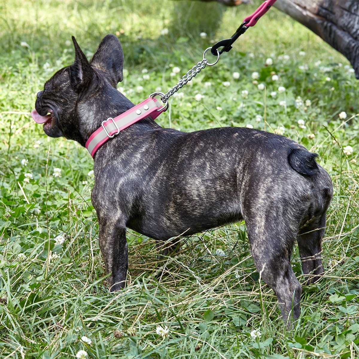 Reflective Biothane Martingale Collar for Dogs