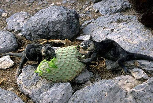 12-Oz Fresh Tortoise Turtle Iguana Reptile Super Food Spineless Opuntia Prickly Pear Cactus