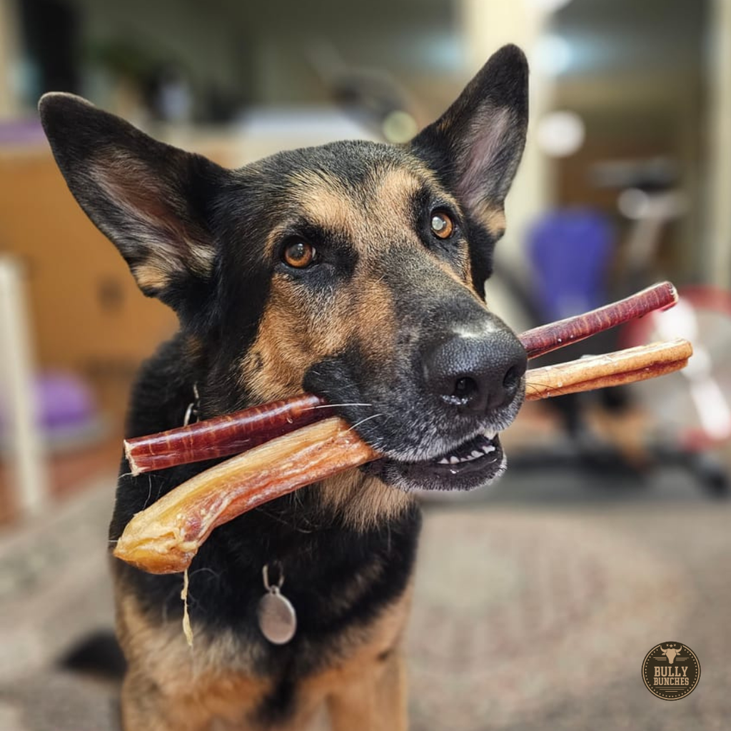 Bully Bunches 12 Inch Jumbo Bully Stick