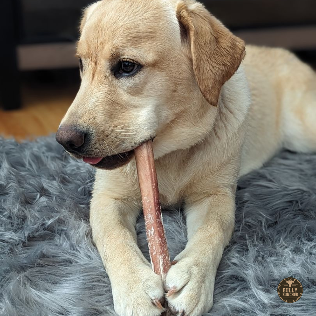 Bully Bunches 12 Inch Jumbo Bully Stick