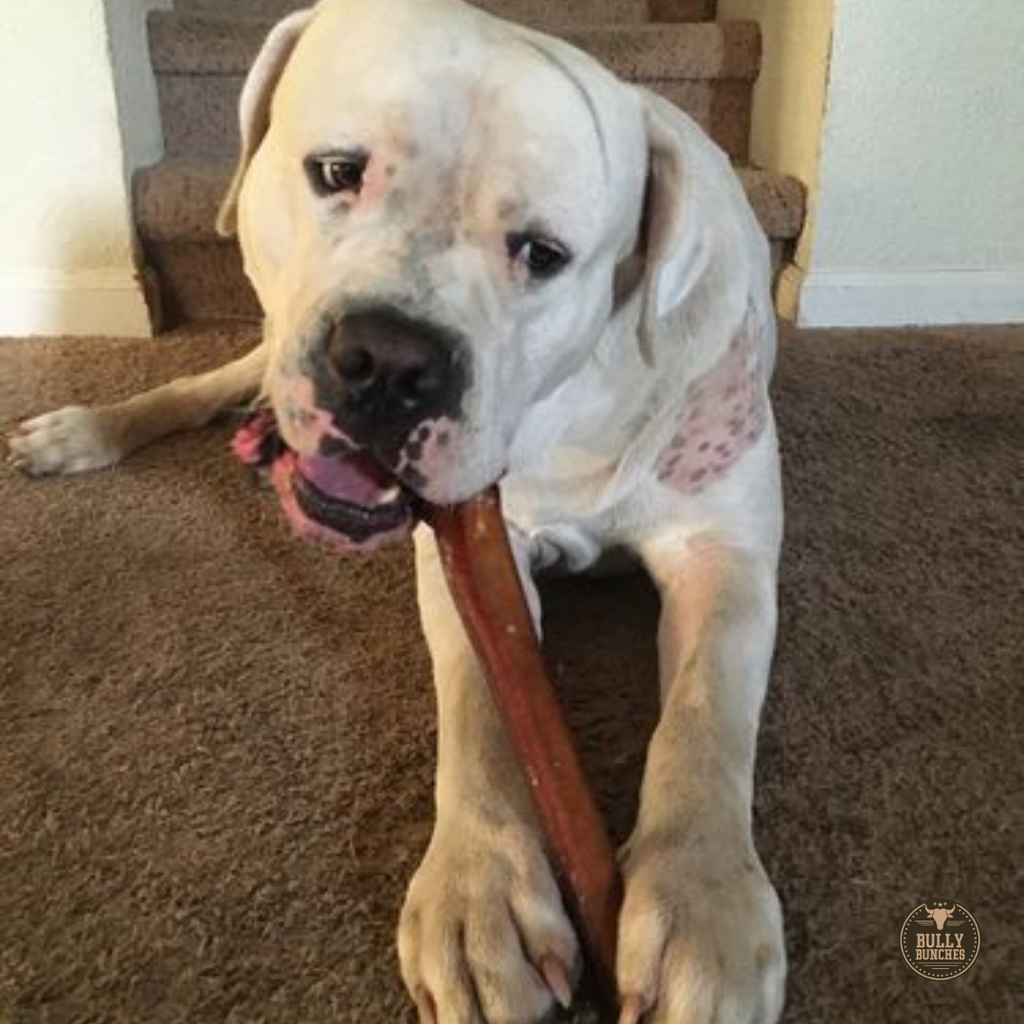 Bully Bunches 12 Inch Monster Bully Stick
