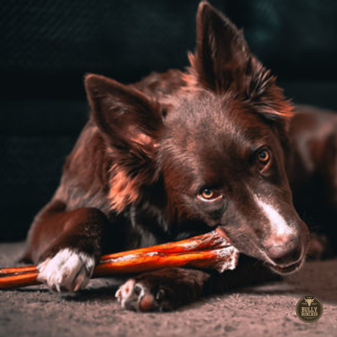 Bully Bunches 12 Inch Monster Bully Stick