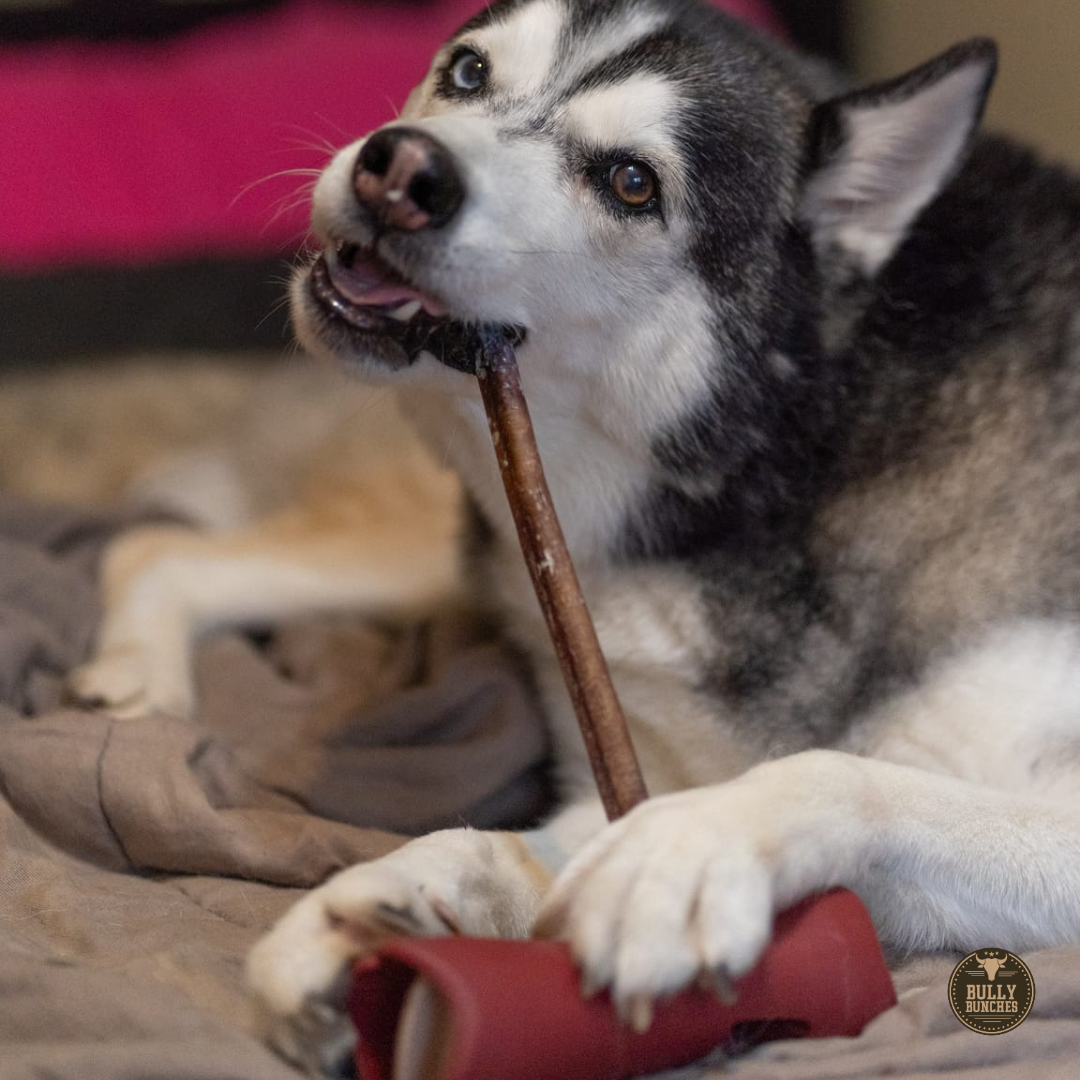 Bully Bunches 12 Inch Standard Bully Stick
