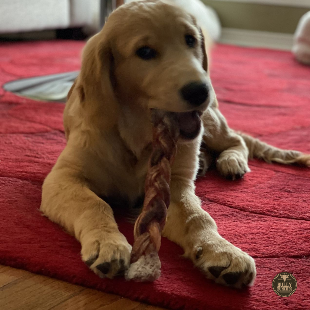 Bully Bunches 12 Inch Jumbo Braided Bully Stick