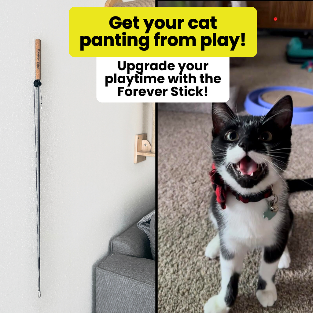 Repounce Forever Stick — Unbreakable 36″ Cat Wand with Cork Handle