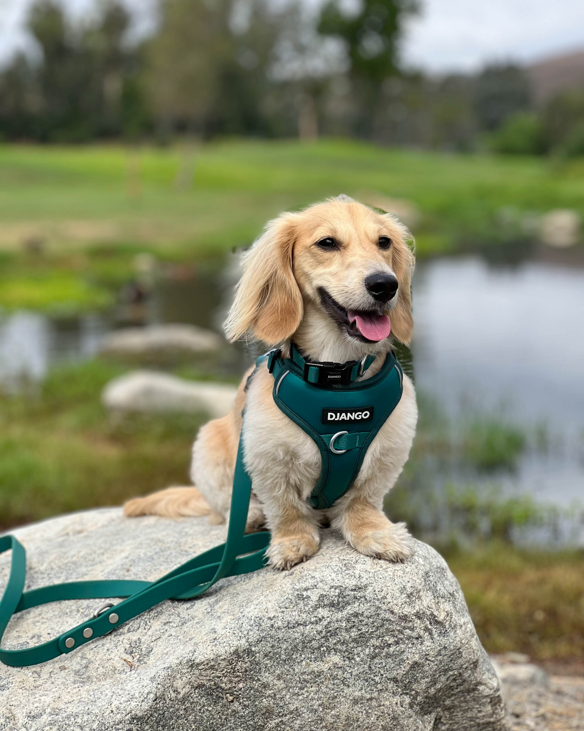 DJANGO Tahoe No Pull Dog Harness