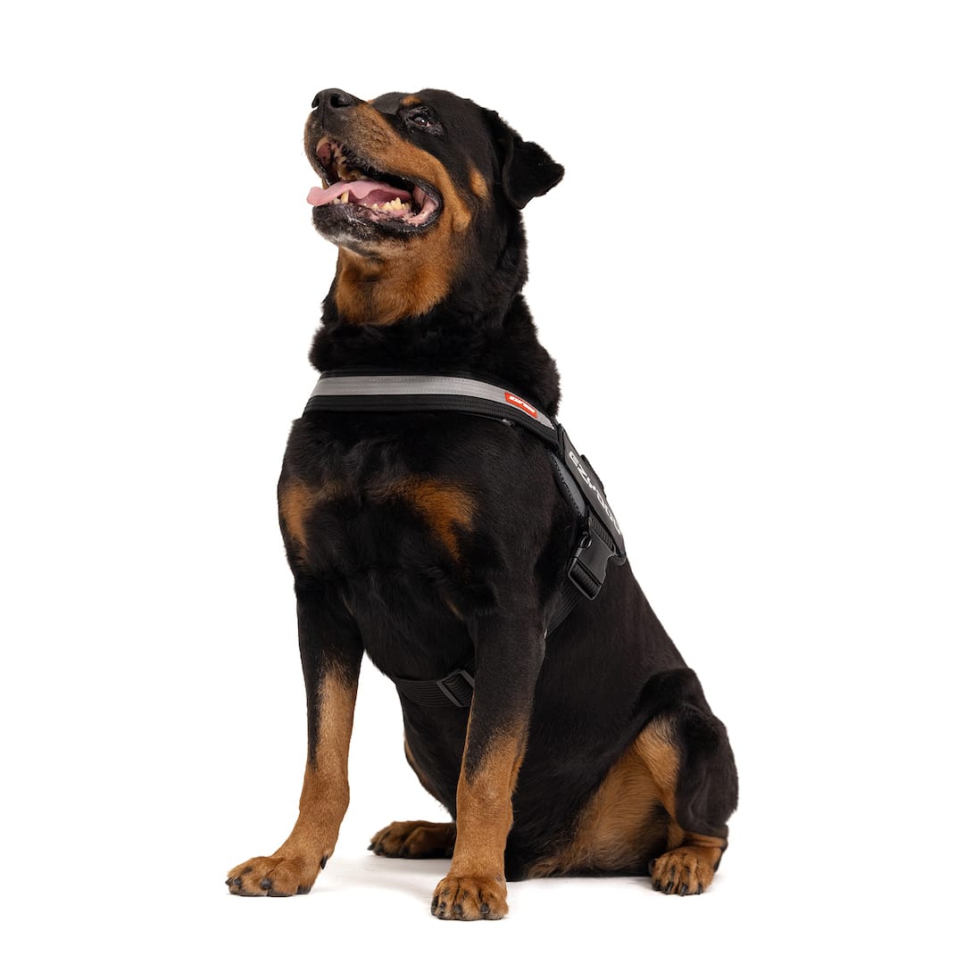 Convert™ Dog Harness