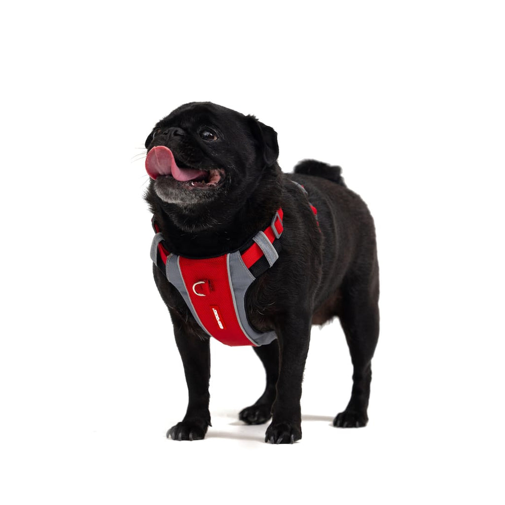 X-Link™ Dog Harness