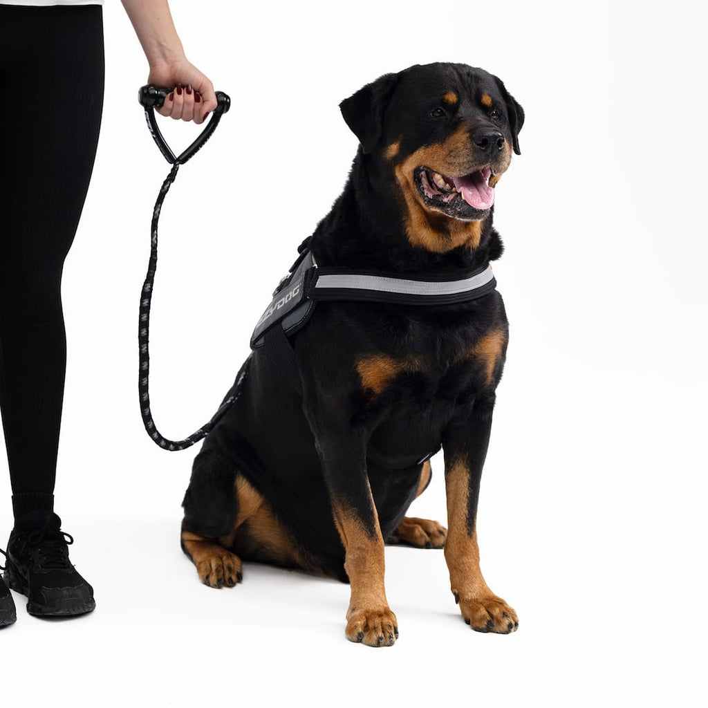 Cujo™ Leash