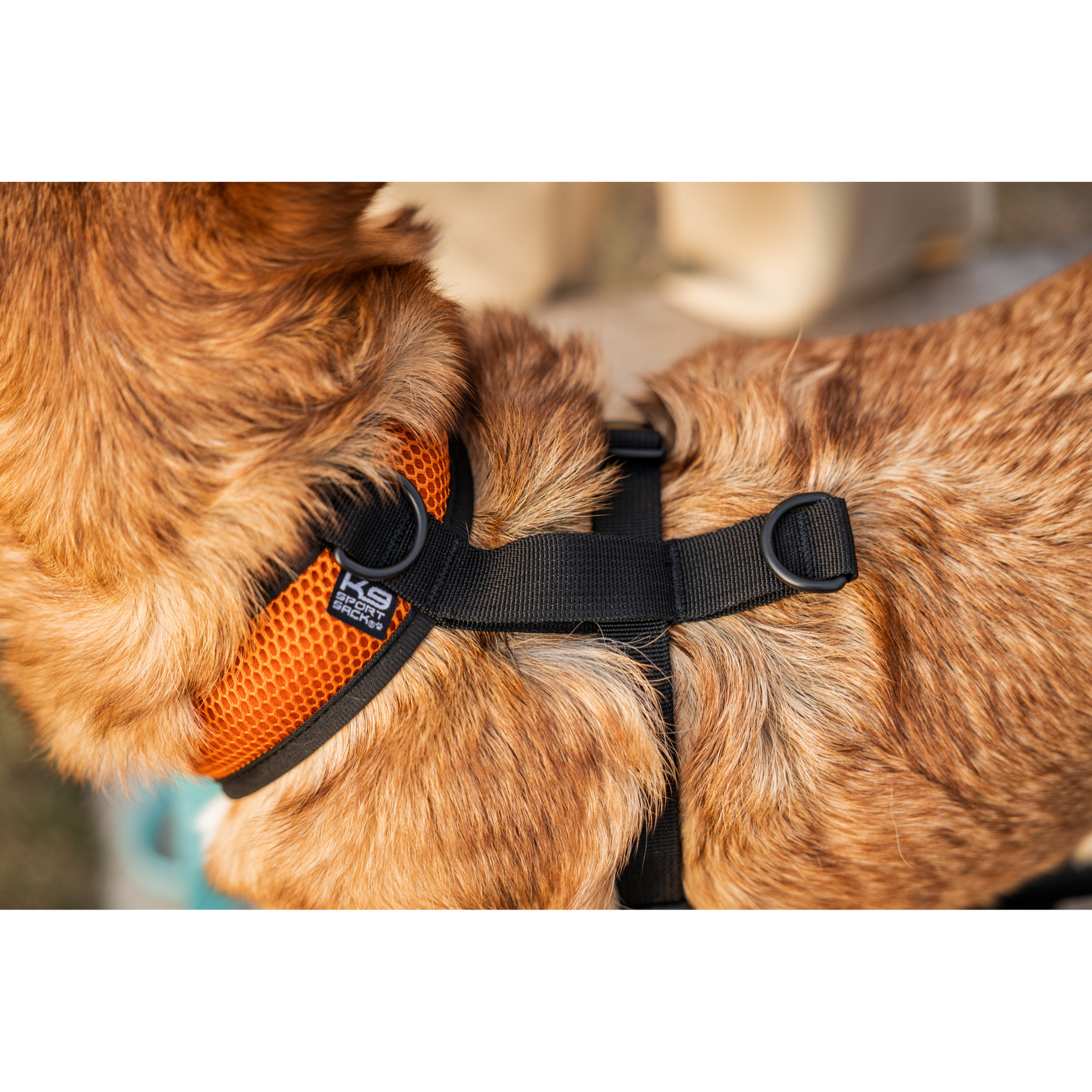 K9 Sport Harness