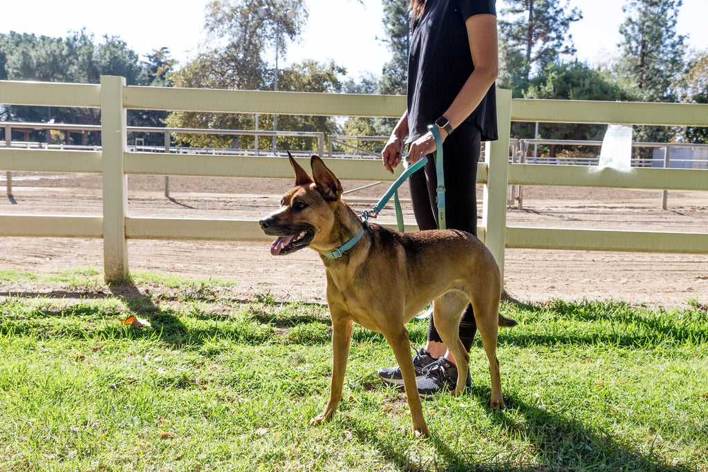 Sleepypod Power Leash