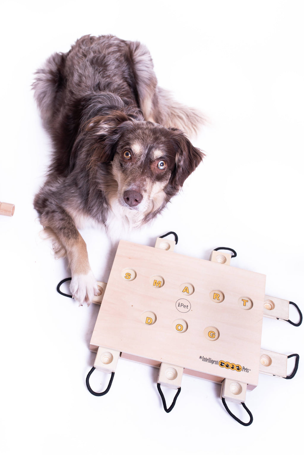 IPet Smart Dog - Challenging Interactive Game for Dogs by My Intelligent Dogs