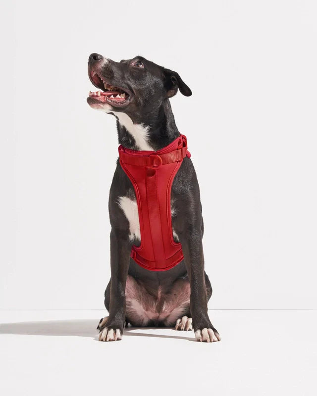 Wild One Adjustable Comfort Dog Harness