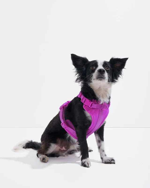 Wild One Adjustable Comfort Dog Harness