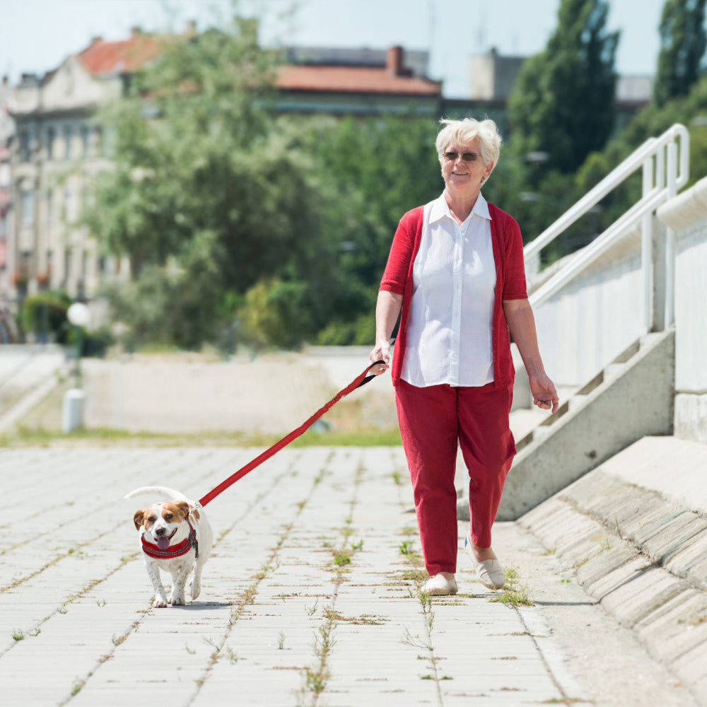 Small Dog Harness and Leash - Red