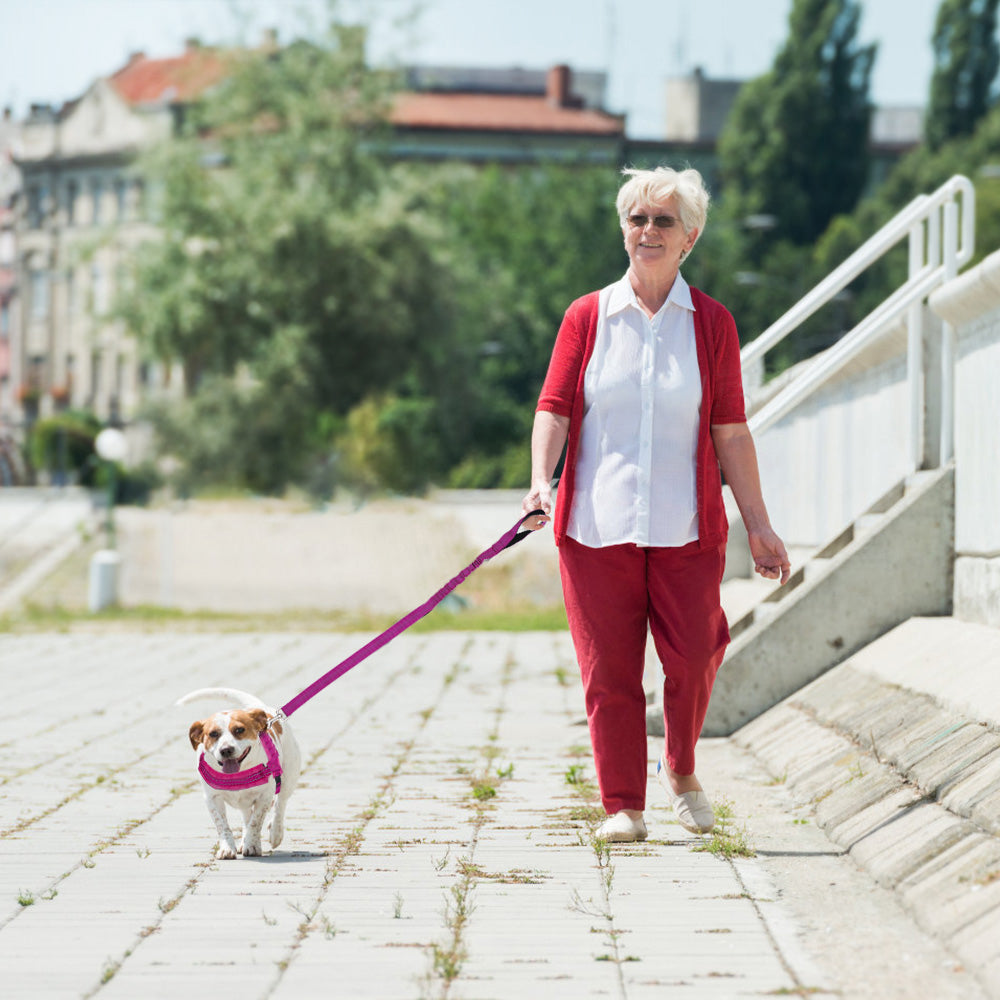Small Dog Harness and Leash - Fuchsia