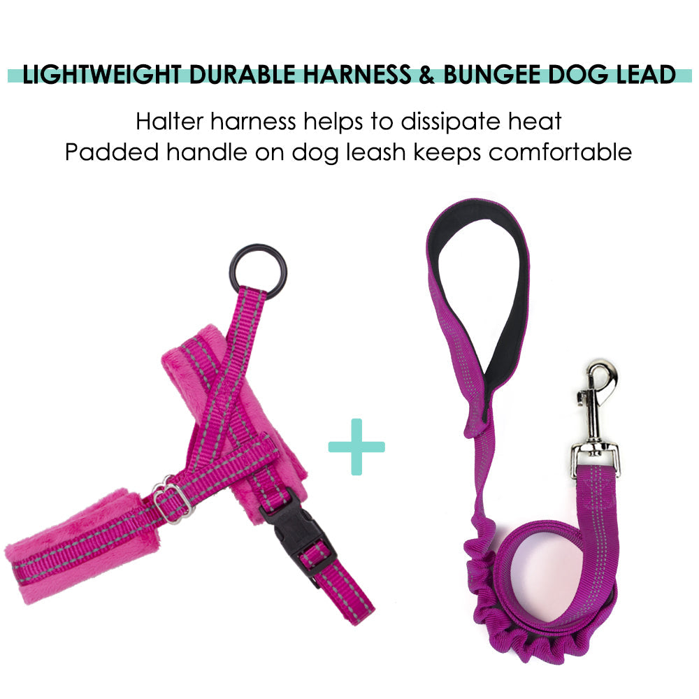 Small Dog Harness and Leash - Fuchsia