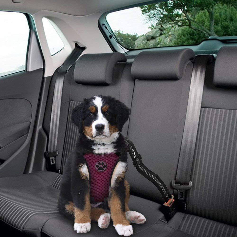 Dog Car Harness & Seat Belt - Burgundy
