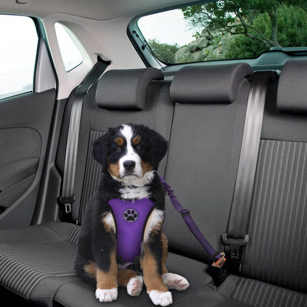 Dog Car Harness &  Seat Belt - Seatbelt Purple