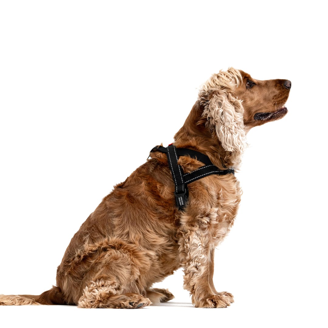 Quick Fit™ Dog Harness