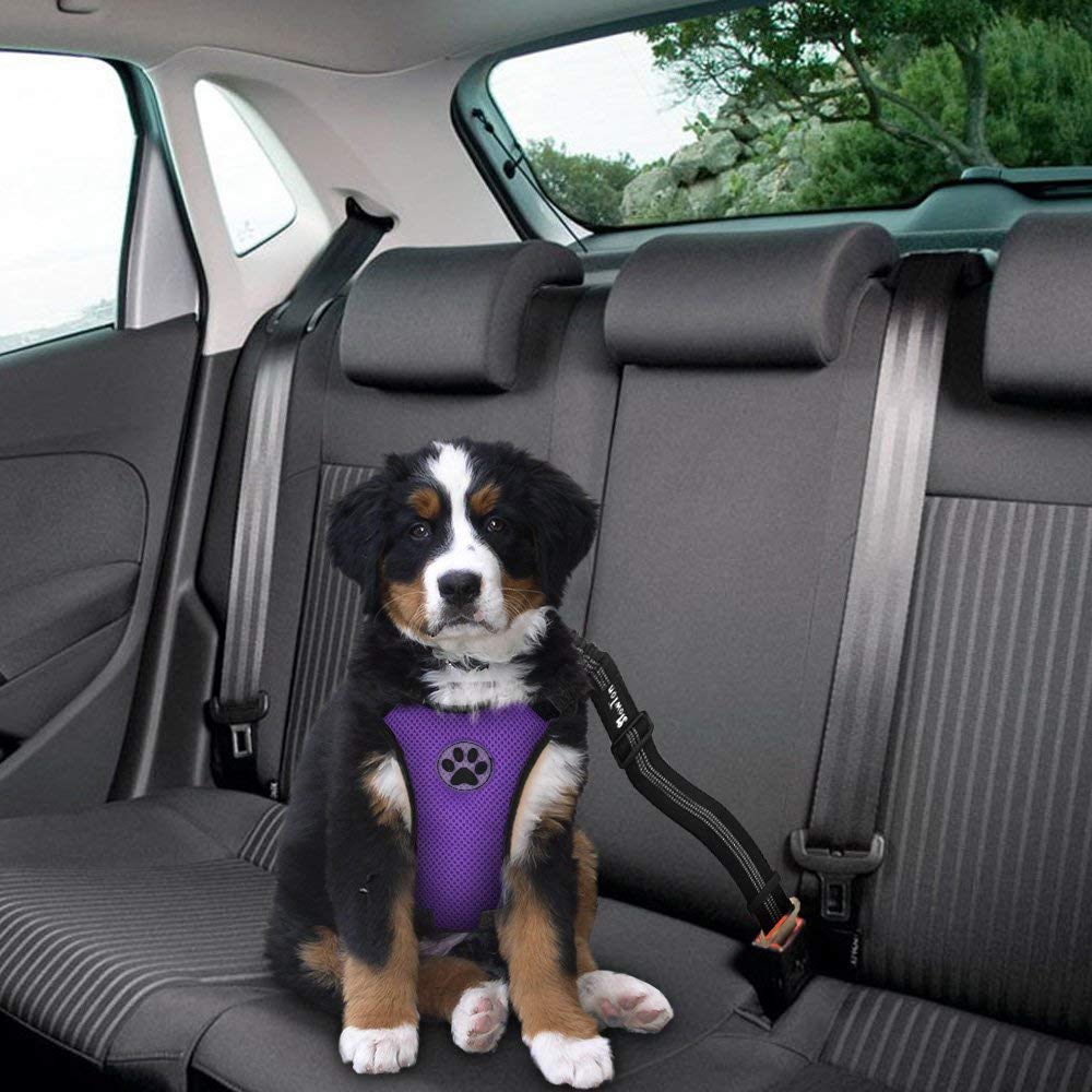 Dog Car Harness & Seat Belt - Purple
