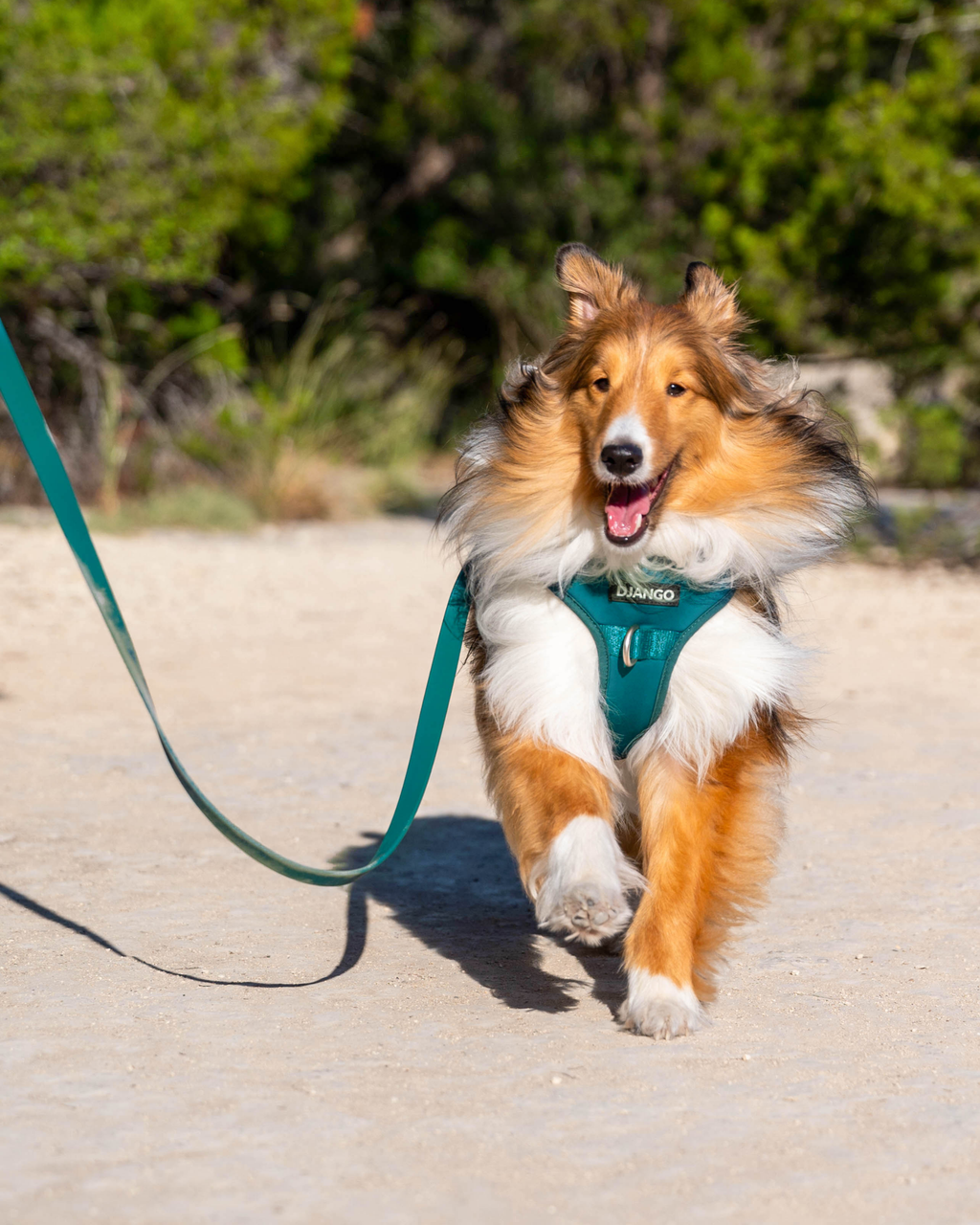 DJANGO Tahoe No Pull Dog Harness
