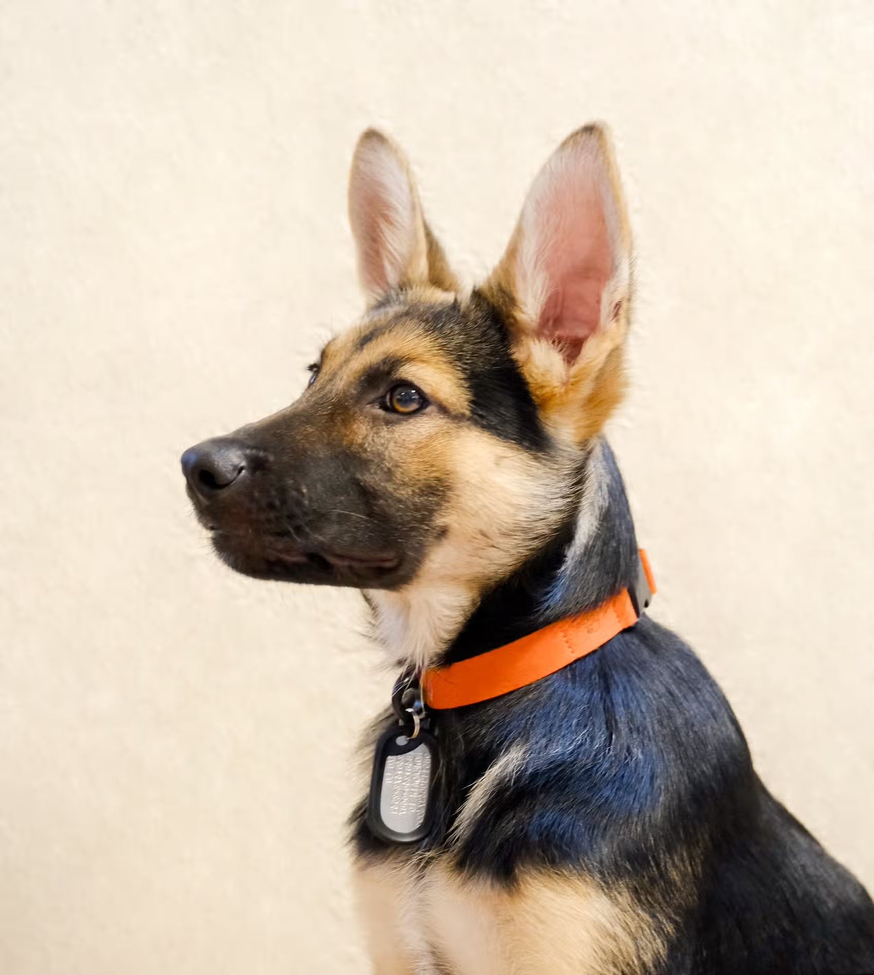 Sleepypod Comfort Suede Dog Collar