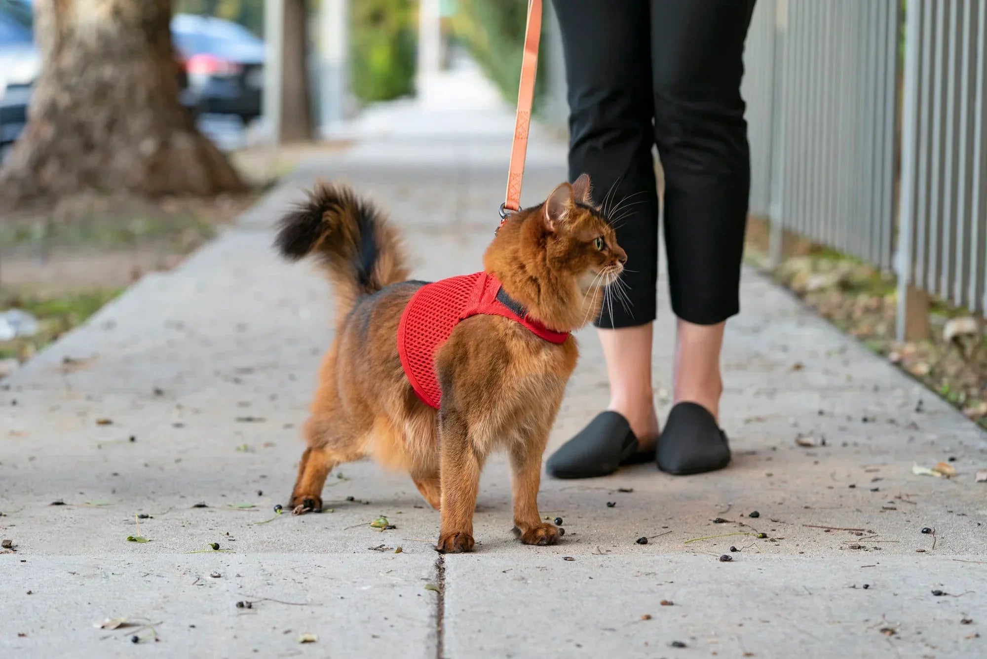 Sleepypod Martingale Harness for Cats - Large Size Only