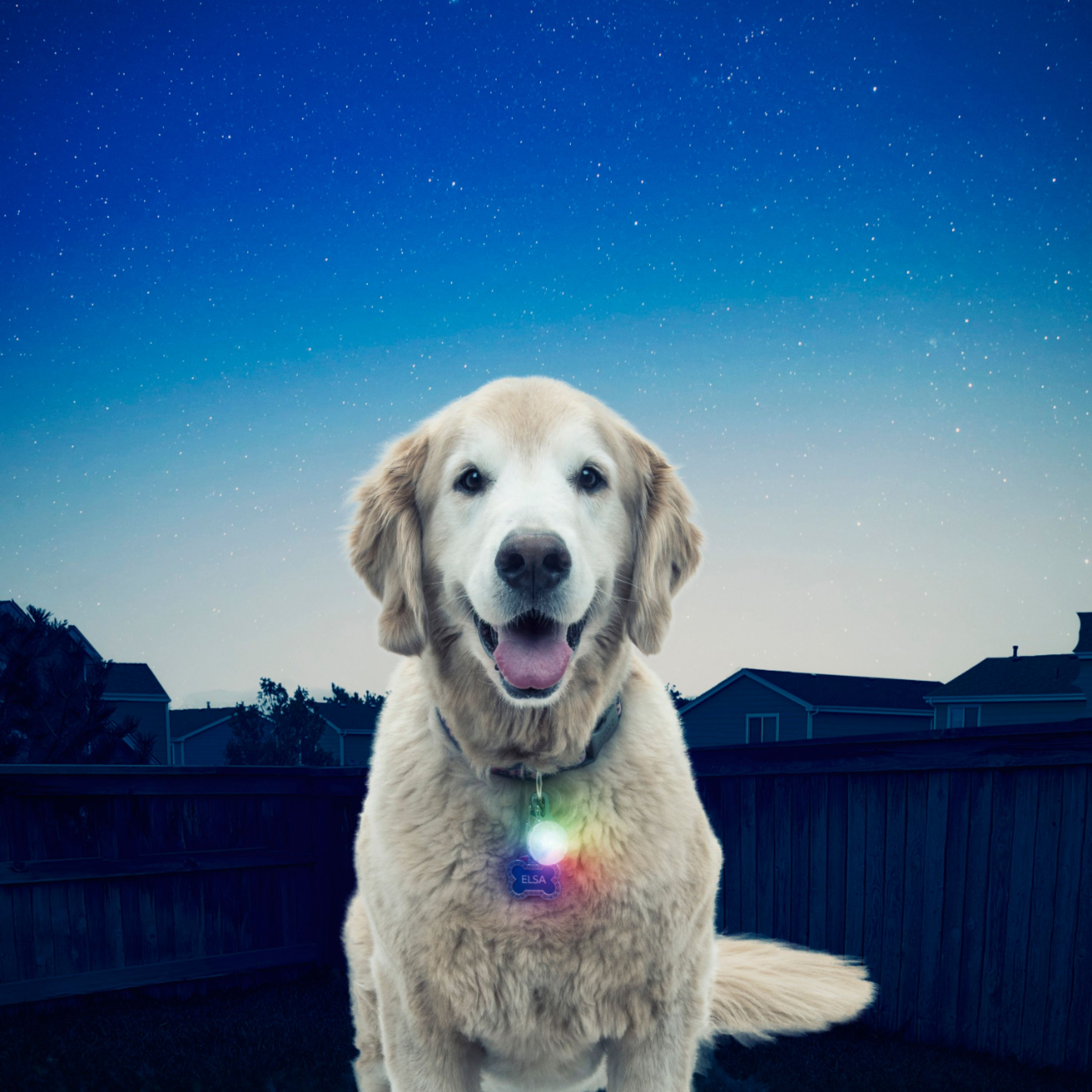 Nite Ize PetLit/SpotLit Collar Light
