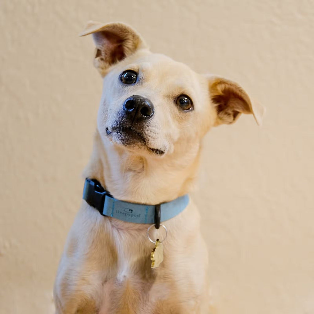 Sleepypod Comfort Suede Dog Collar