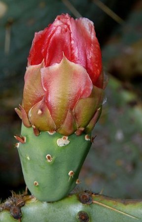 12-Oz Fresh Tortoise Turtle Iguana Reptile Super Food Spineless Opuntia Prickly Pear Cactus