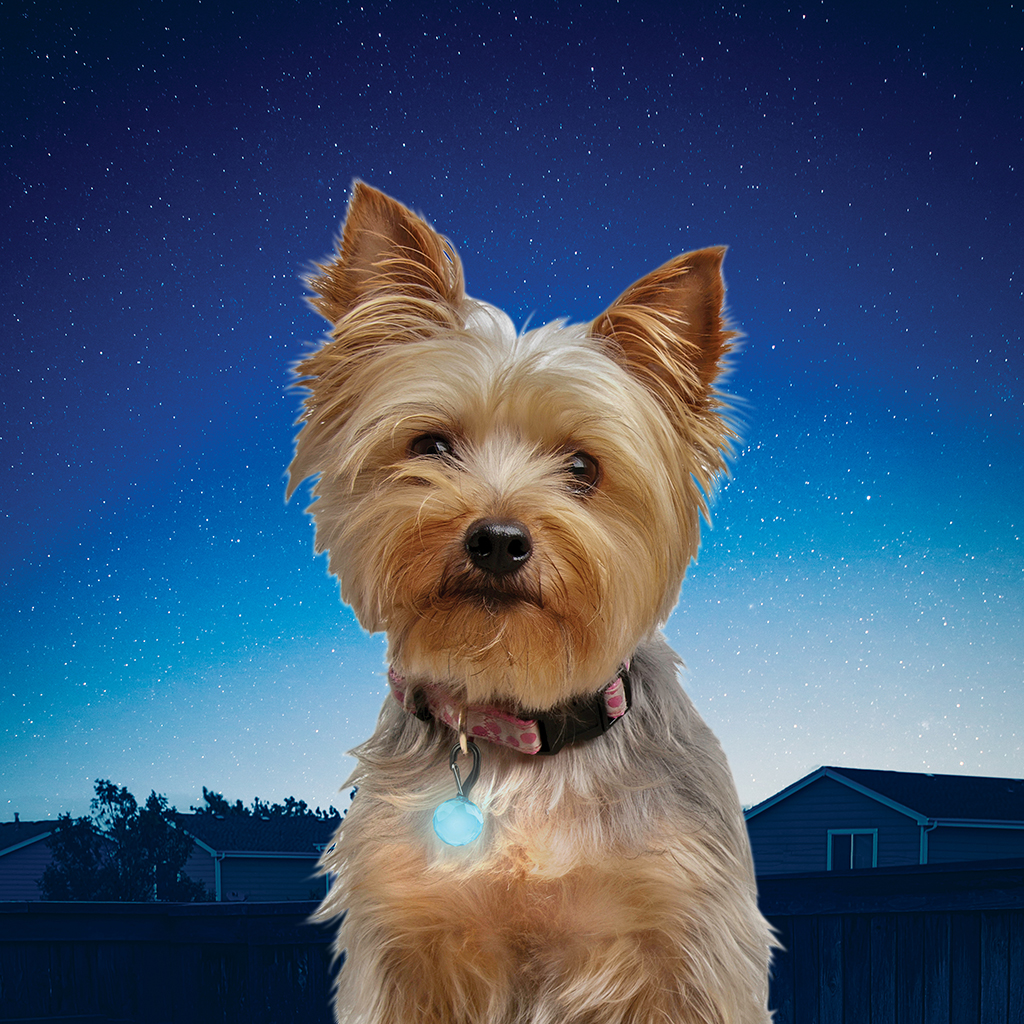 Nite Ize PetLit/SpotLit Collar Light