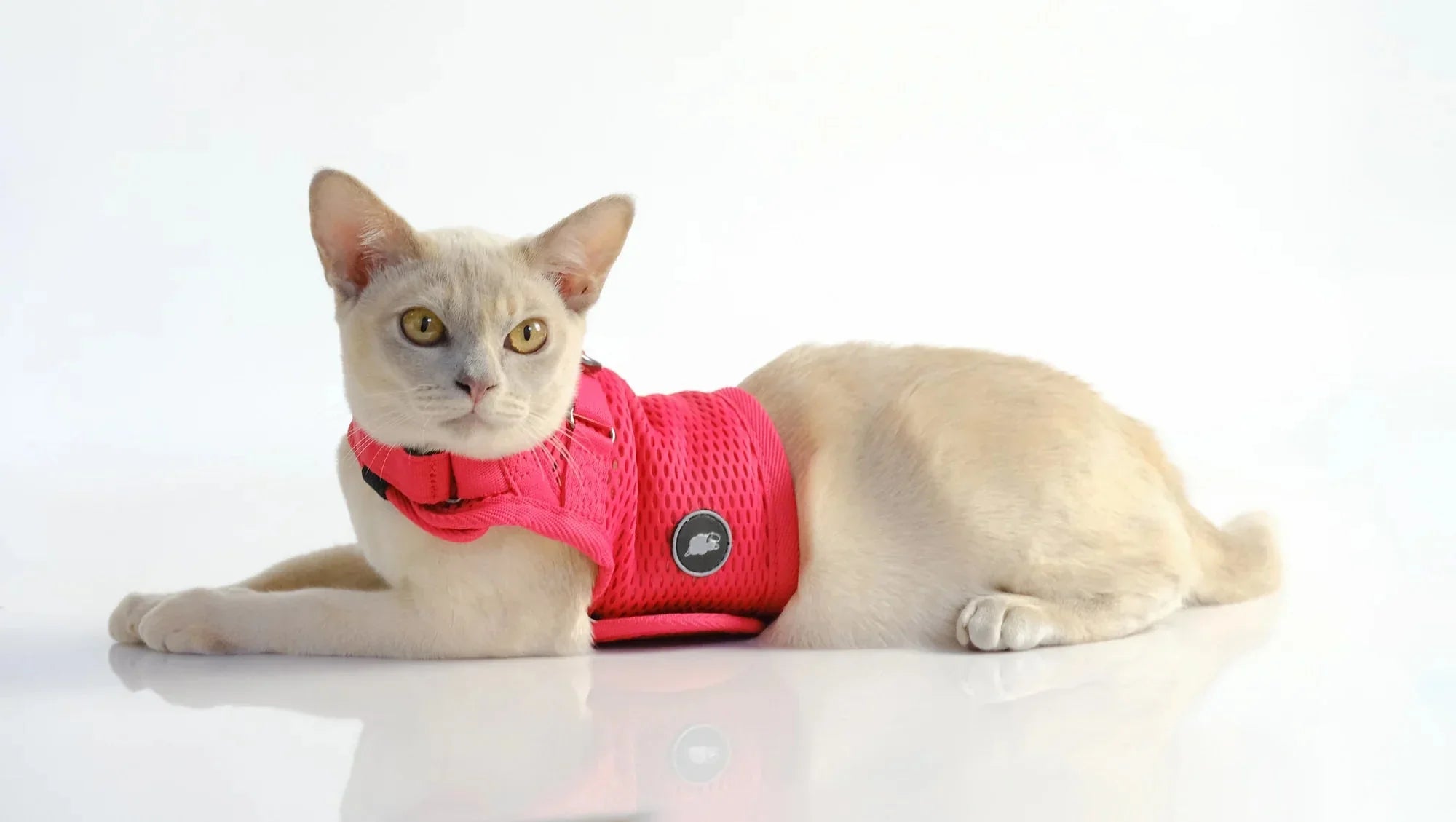 Sleepypod Martingale Harness for Cats - Large Size Only