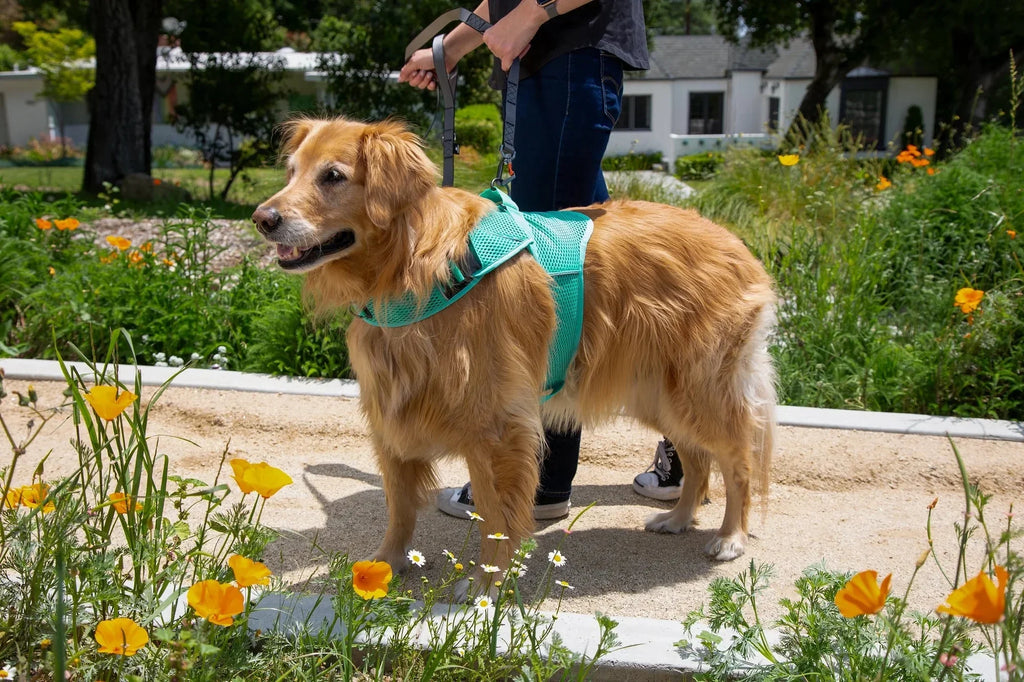 Sleepypod Martingale Calming Harness for Dogs
