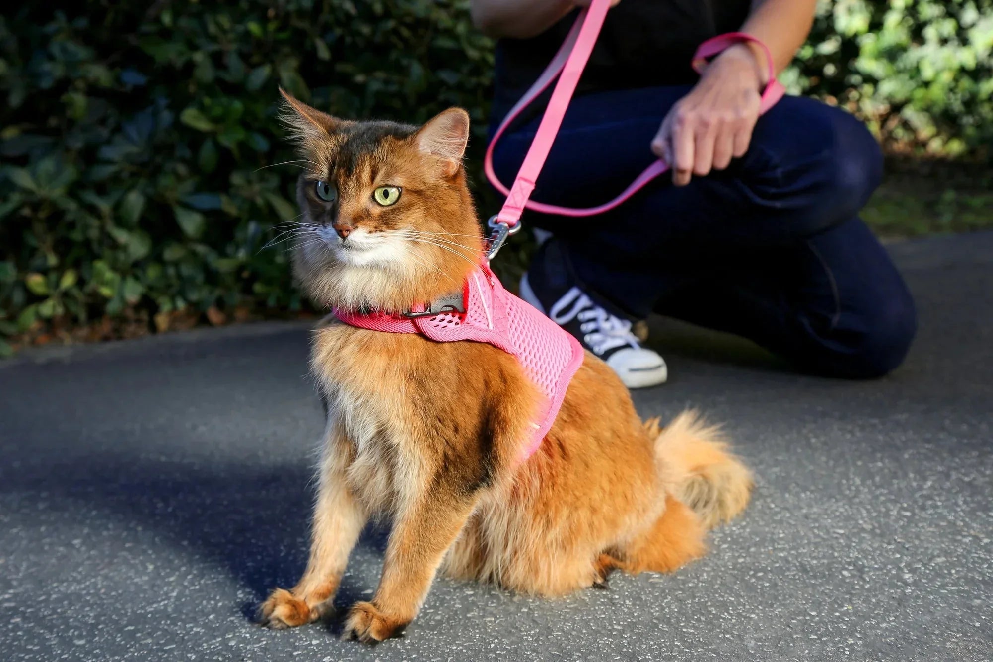Sleepypod Martingale Calming Harness for Cats