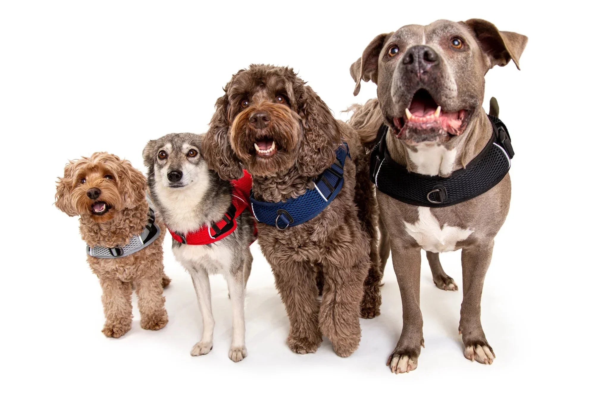 Sleepypod Martingale Calming Harness for Dogs