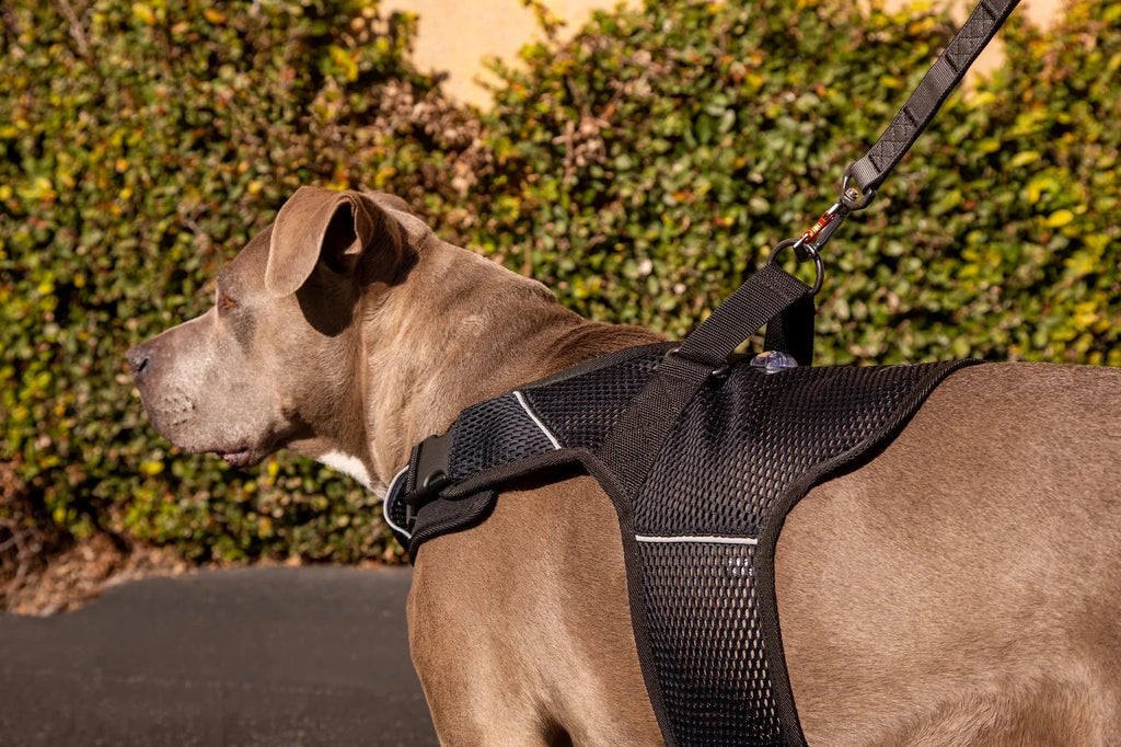 Sleepypod Martingale Calming Harness for Dogs