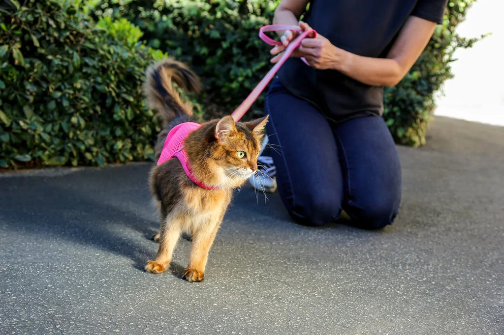 Sleepypod Martingale Calming Harness for Cats