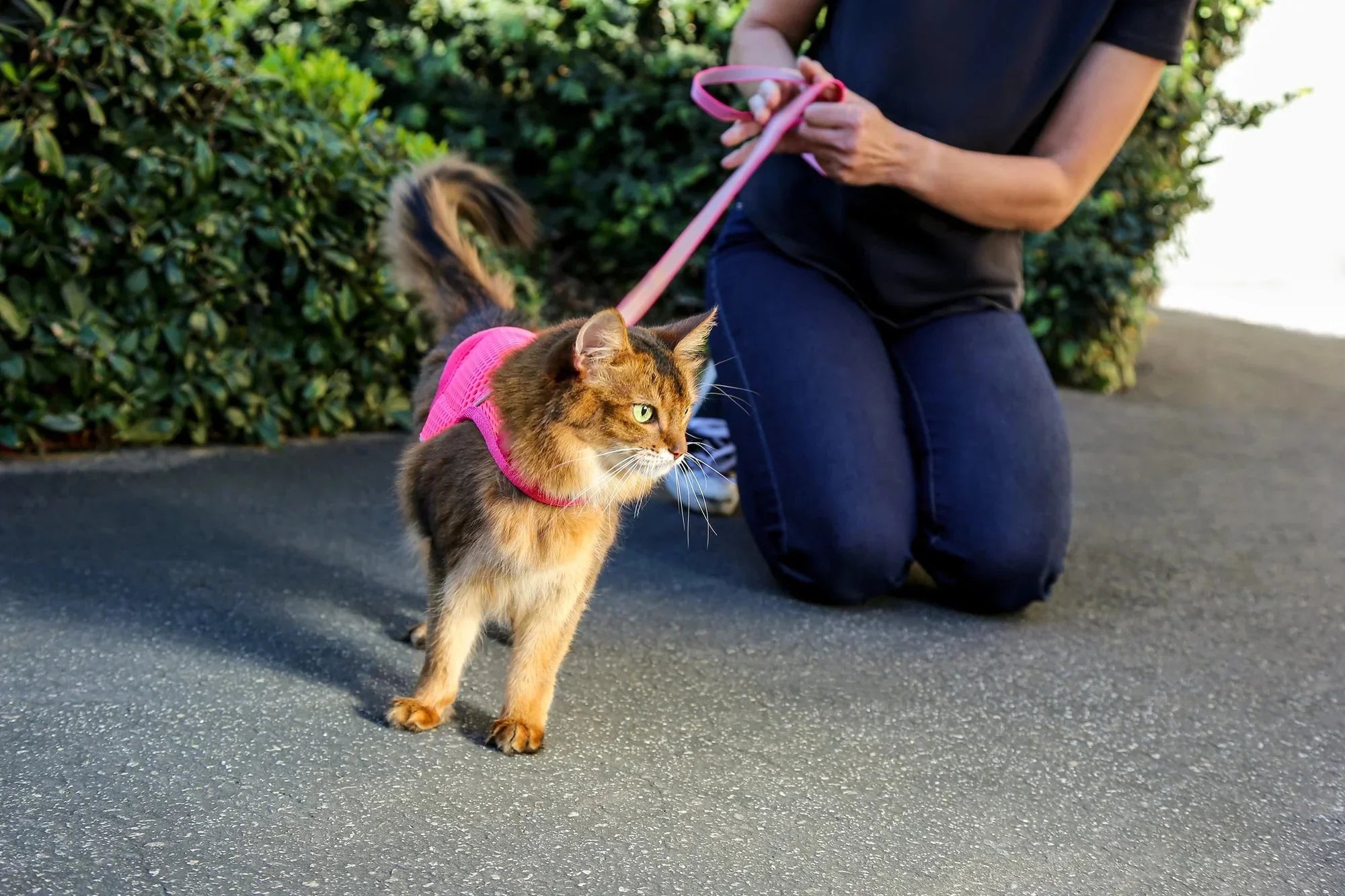 Sleepypod Martingale Calming Harness for Cats