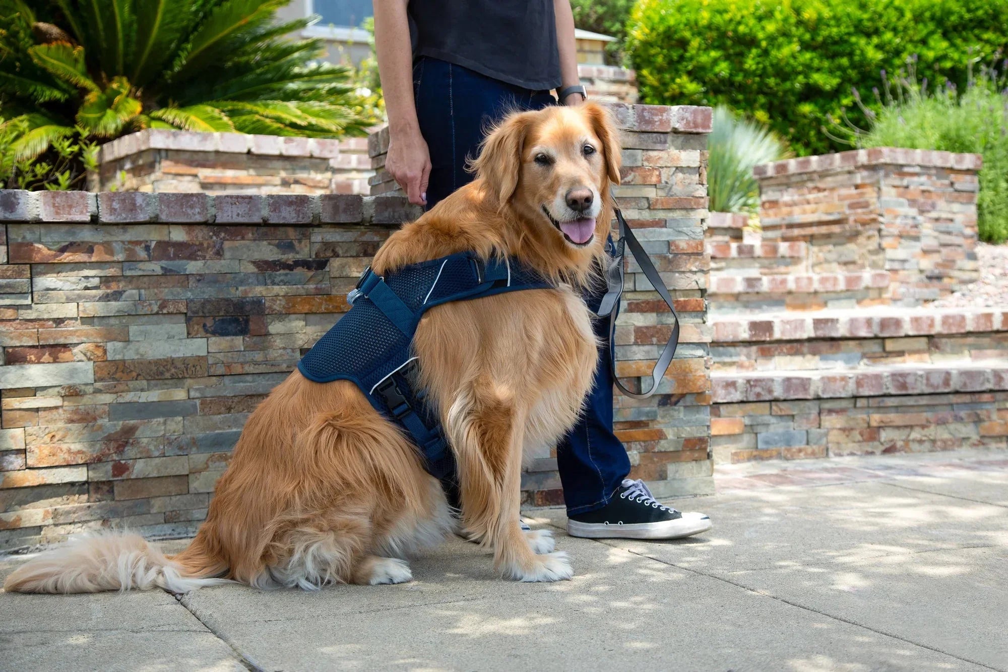 Sleepypod Martingale Calming Harness for Dogs