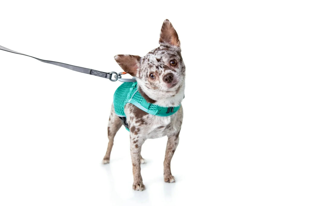 Sleepypod Martingale Calming Harness for Dogs