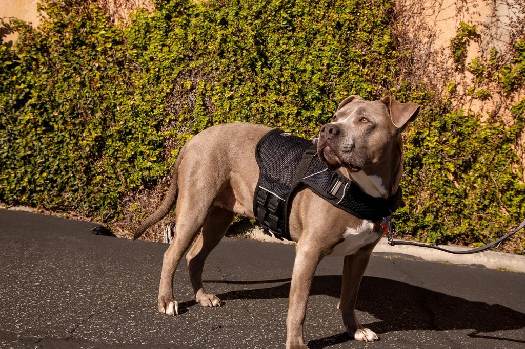 Sleepypod Martingale Calming Harness for Dogs