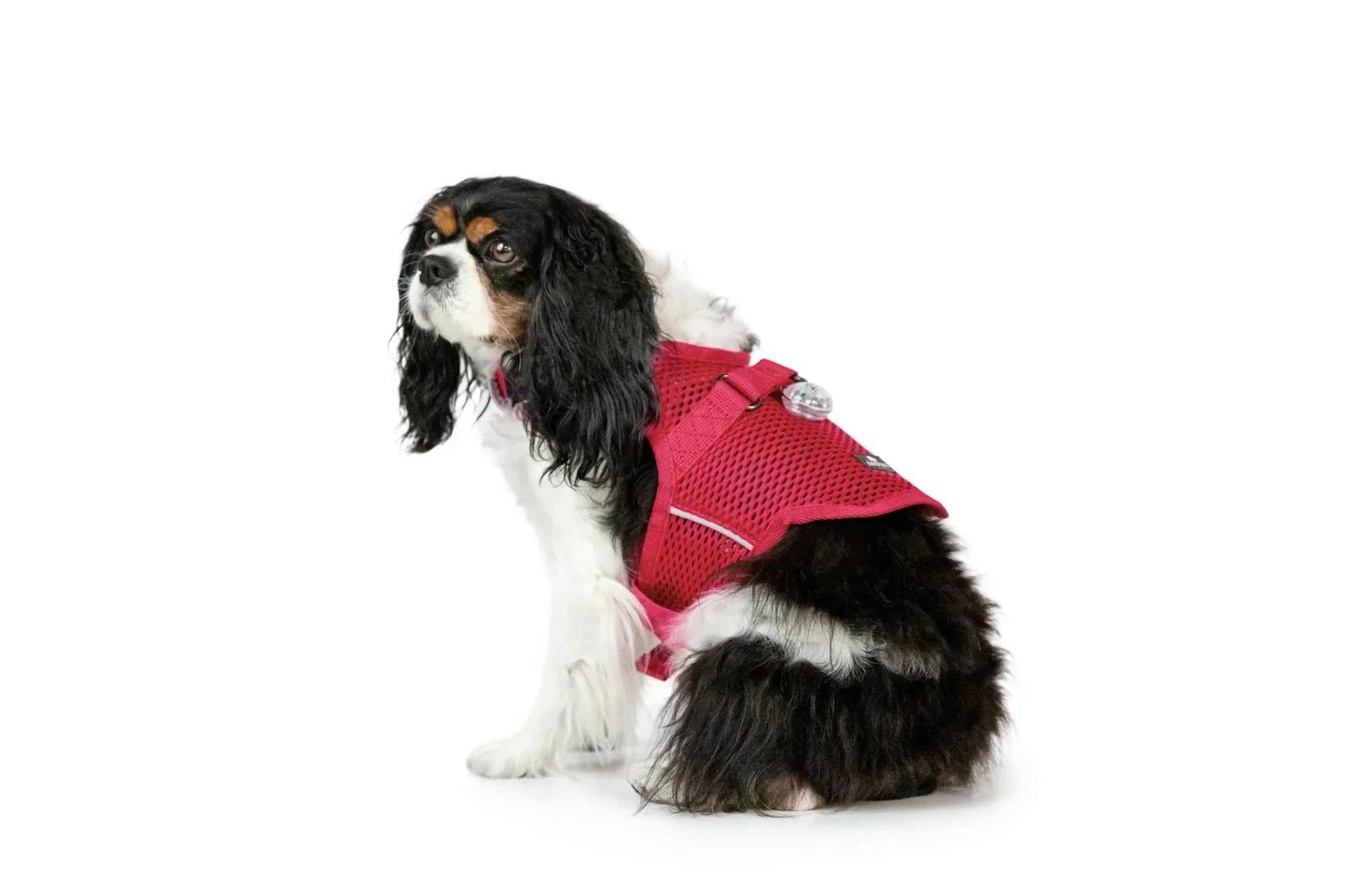 Sleepypod Martingale Calming Harness for Dogs