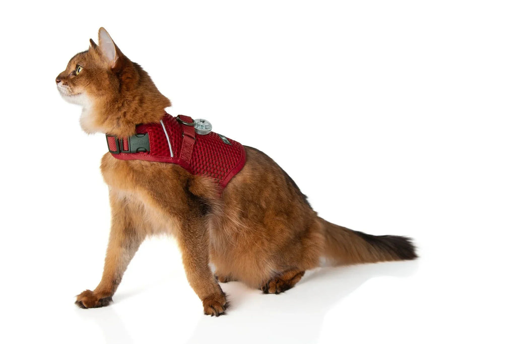 Sleepypod Martingale Calming Harness for Cats