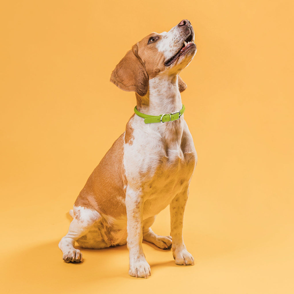 Soft Leather Round Dog Collar