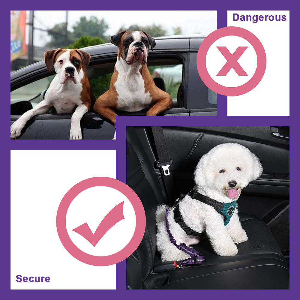Double Dog Car Seatbelt - Purple